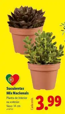 Lidl Suculentas Mix Nacionais promoção