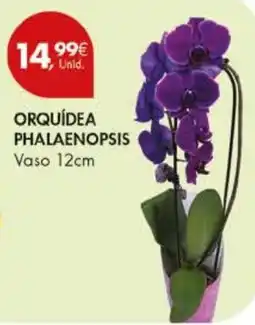Pingo Doce Orquídea phalaenopsis promoção