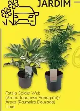 Auchan Fatsia Spider Web promoção