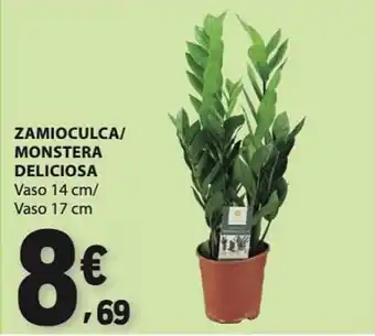 Zamioculca/monstera deliciosa