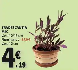 E.Leclerc Tradescantia mix promoção