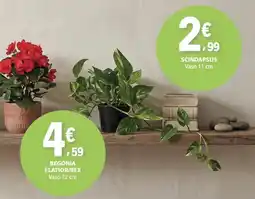 E.Leclerc begonia elatior/ rex promoção