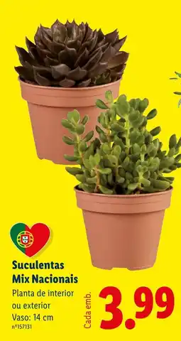 Lidl Suculentas Mix Nacionais promoção
