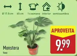 ALDI Monstera Vaso promoção