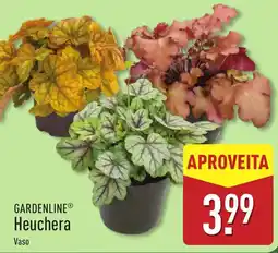 ALDI Heuchera promoção