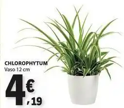E.Leclerc Chlorophytum promoção