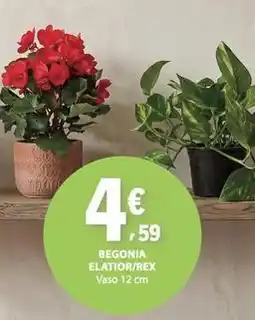 E.Leclerc Begonia elatior/rex promoção