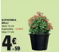 E.Leclerc Euphorbia milli promoção