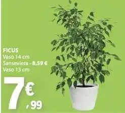 E.Leclerc Ficus promoção