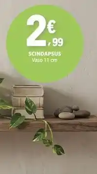 E.Leclerc Scindapsus promoção