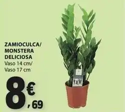 E.Leclerc Delicious - zamioculca/monstera promoção