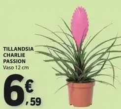 E.Leclerc Tillandsia charlie passion promoção