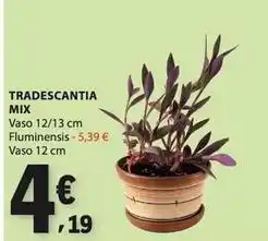 E.Leclerc Mix - tradescantia promoção