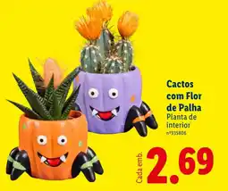 Lidl Cactos com flor de palha promoção