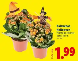 Lidl Kalanchoe halloween promoção