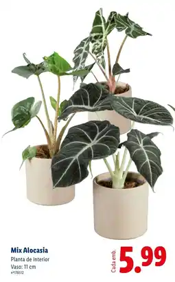 Lidl Mix Alocasia promoção