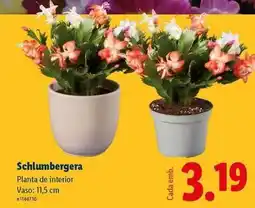 Lidl Planta - de interior promoção