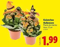 Lidl Planta - kalanchoe halloween promoção
