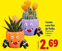 Lidl com - cactos com flor de palha promoção