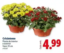Lidl Planta - de interior e exterior promoção