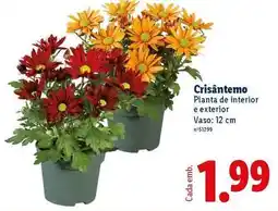 Lidl Planta - de interior e exterior vaso promoção