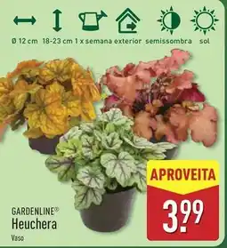 ALDI Sol - heuchera promoção