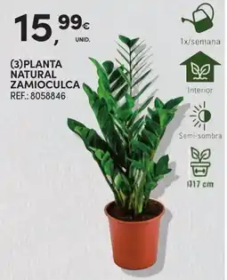 Continente Planta natural zamioculca promoção
