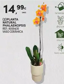 Continente Planta natural phalaenopsis promoção