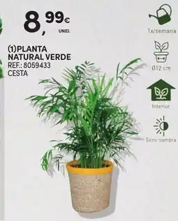 Continente Planta natural verde promoção