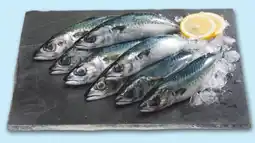 Recheio Cavala promoção