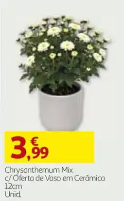 Auchan Chrysanthemum Mix promoção