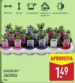 ALDI Jacintos Vaso promoção