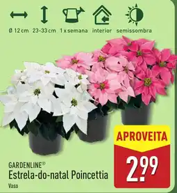 ALDI Estrela-do-natal Poincettia promoção