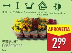 ALDI Crisântemos Vaso promoção
