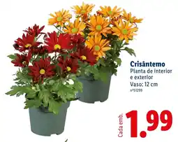 Lidl Crisântemo promoção