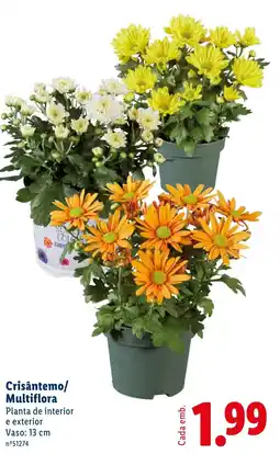 Lidl Crisântemo/ Multiflora promoção