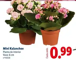 Lidl Mini Kalanchoe promoção