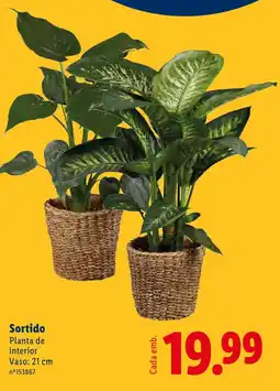 Lidl Sortido Planta de interior promoção