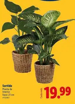 Lidl Planta - plata de interior promoção