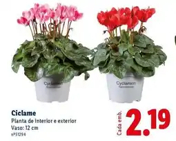 Lidl Planta - de interior e exterior promoção