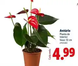 Lidl Planta - de interior promoção