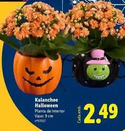 Lidl Planta - kalanchoe halloween promoção