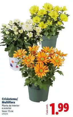 Lidl Planta - cristantemo/ multiflora promoção