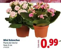Lidl Mini - kalanchoe promoção