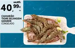 Continente Camarão tigre selvagem grande promoção