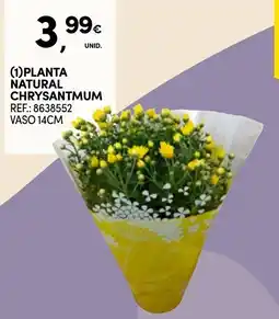 Continente Planta natural chrysantmum promoção