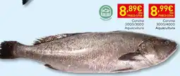 Recheio Corvina Aquacultura promoção