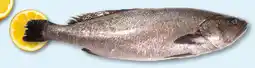 Recheio Corvina aquacultura promoção