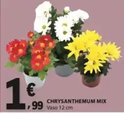 E.Leclerc Chrysanthemum mix promoção