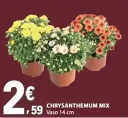 E.Leclerc Chrysanthemum mix promoção
